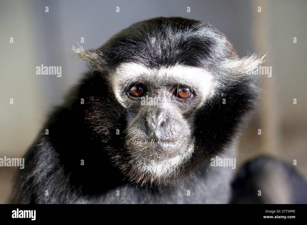 Tamarin Monkey Stock Photo
