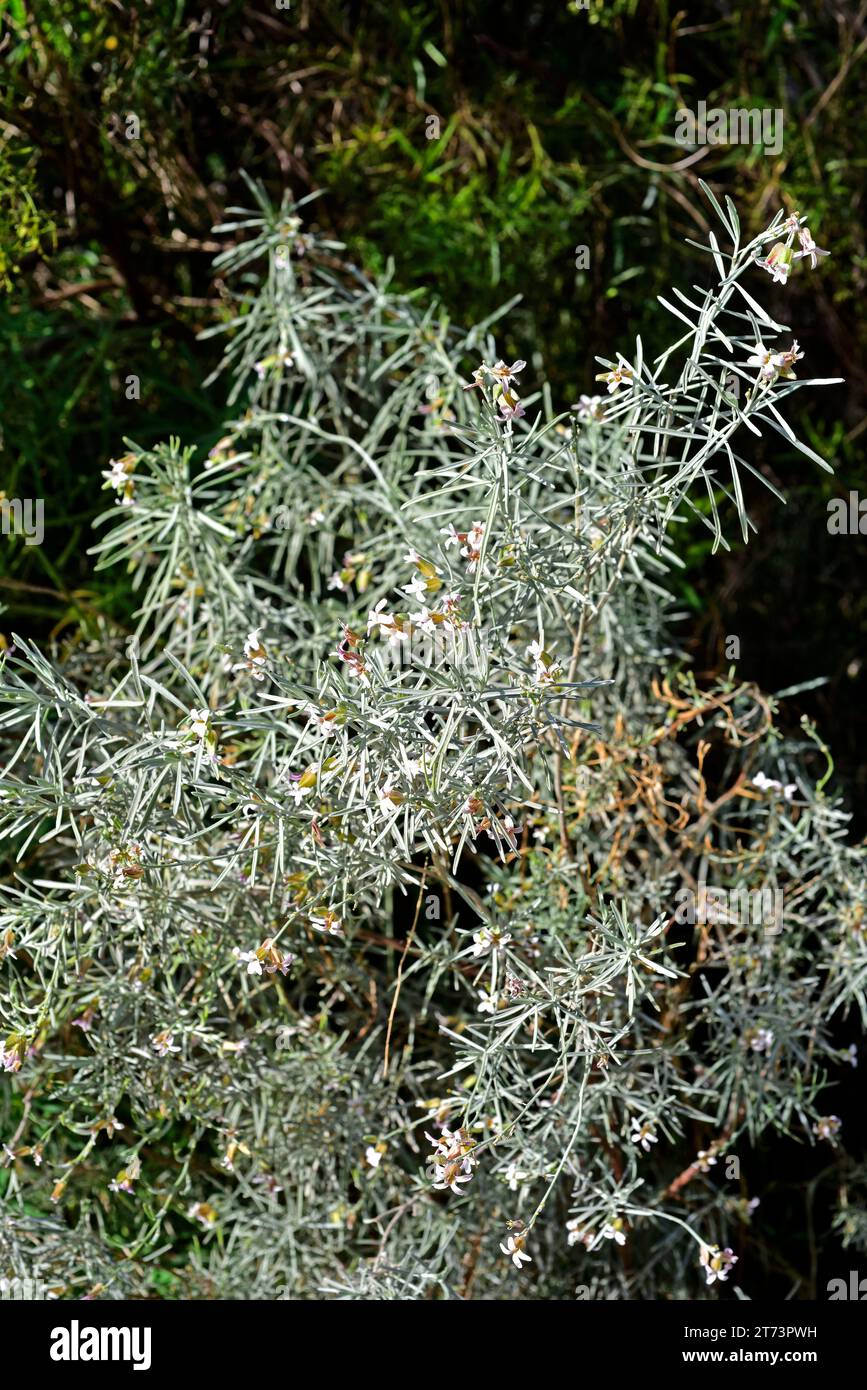 Dama de Gran Canaria (Parolinia ornata) is a shrub endemic to Gran Canaria, Canary Islands, Spain. Stock Photo