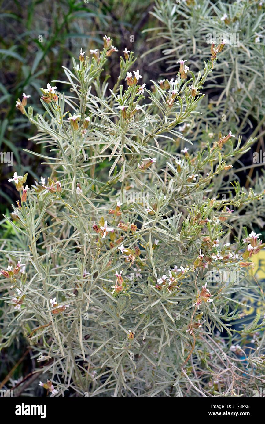 Dama de Gran Canaria (Parolinia ornata) is a shrub endemic to Gran Canaria, Canary Islands, Spain. Stock Photo