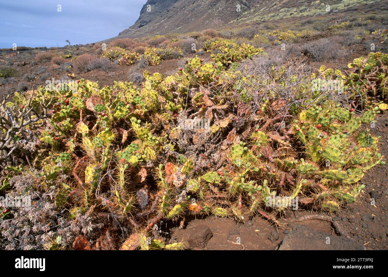 Tunera salvaje or tuno indio (Opuntia dillenii) is a succulent spiny shrub native to tropical America and introduced and naturalized in Canary Islands Stock Photo