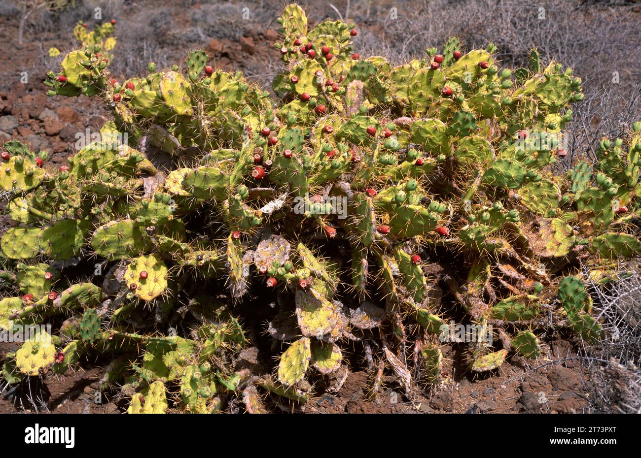 Tuno indio hi-res stock photography and images - Alamy