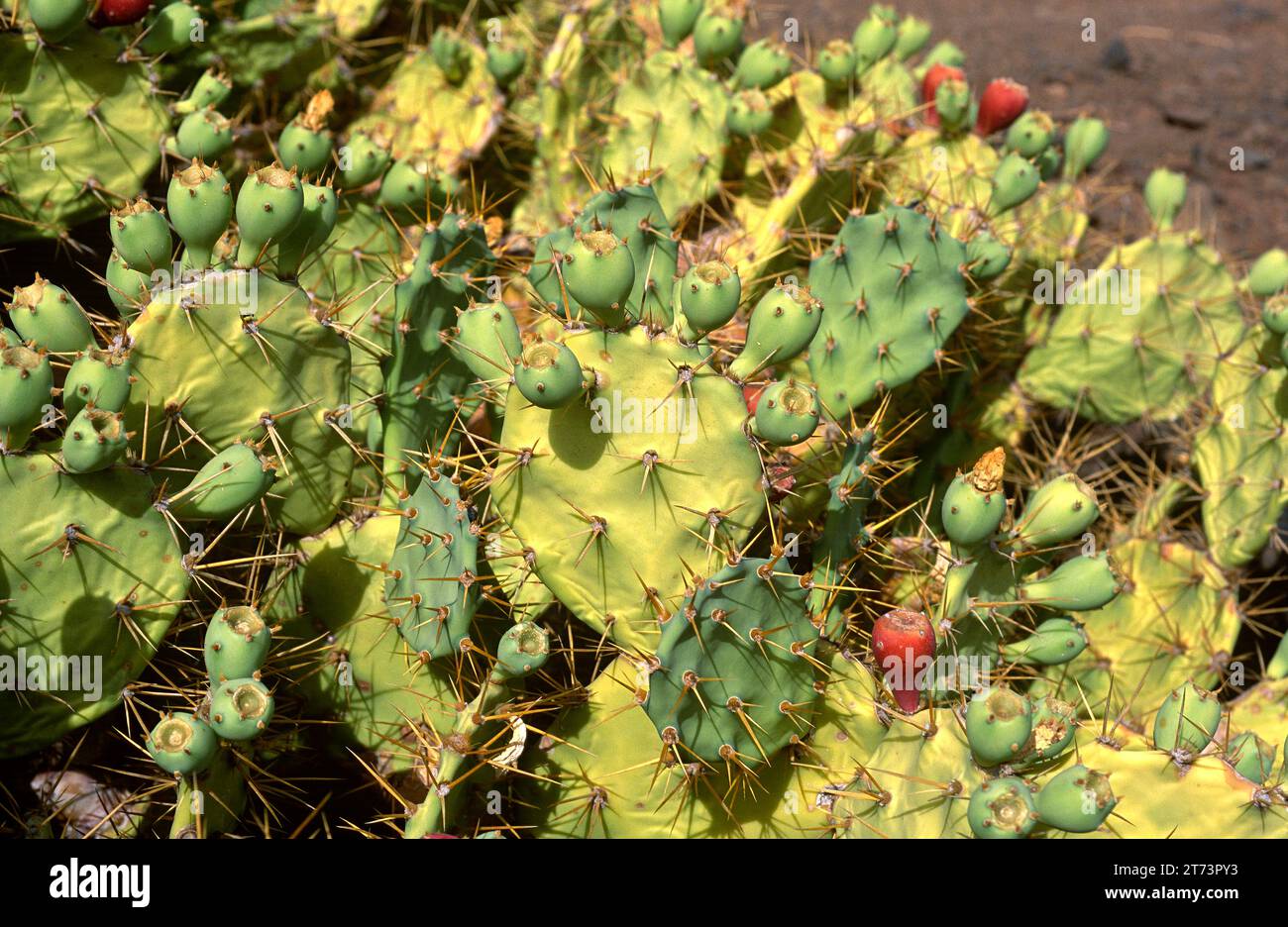 Tunera salvaje or tuno indio (Opuntia dillenii) is a succulent spiny shrub native to tropical America and introduced and naturalized in Canary Islands Stock Photo