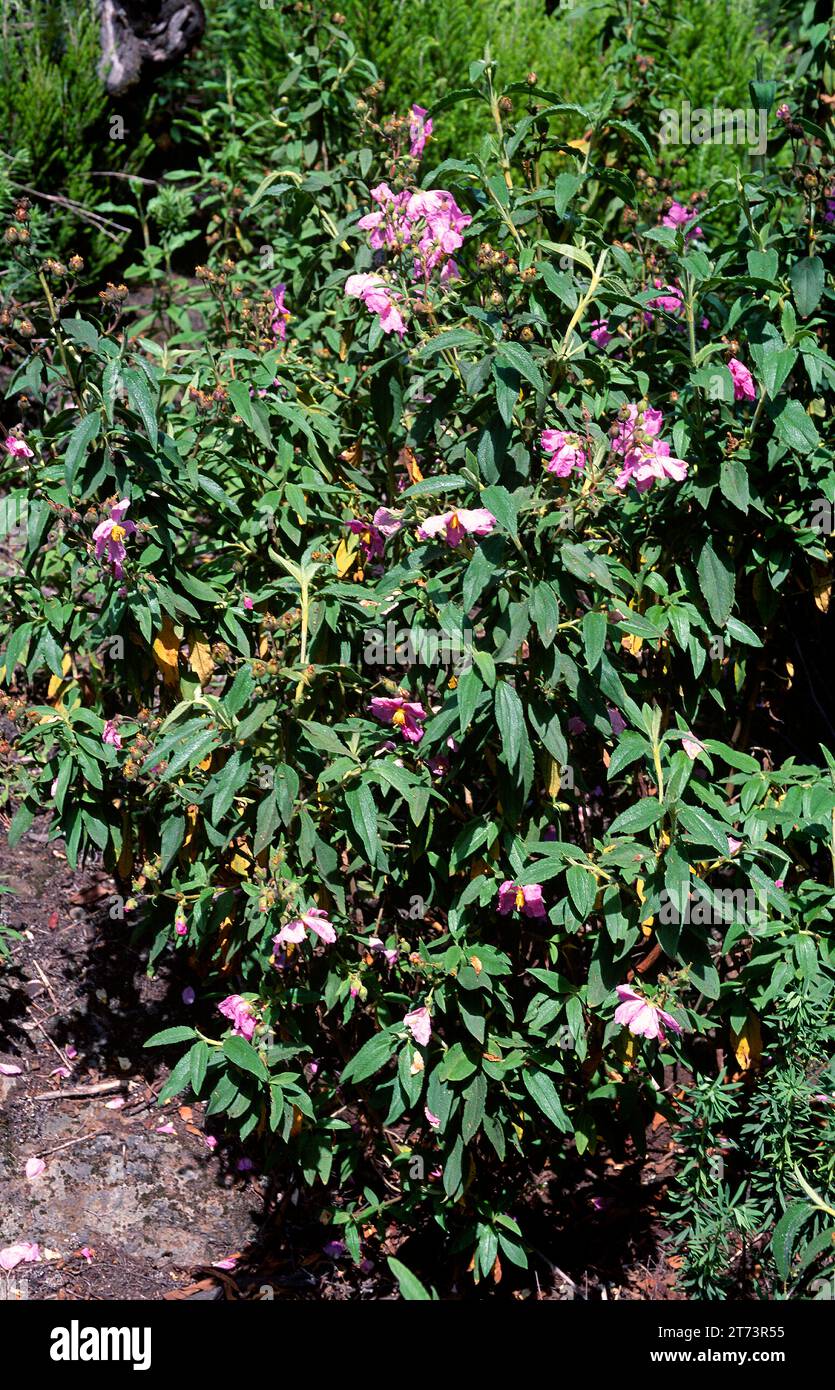 Amagante de pinar (Cistus symphytifolius) is a shrub endemic to Tenerife and La Palma. This photo was taken in Tenerife, Canary Islands, Spain. Stock Photo