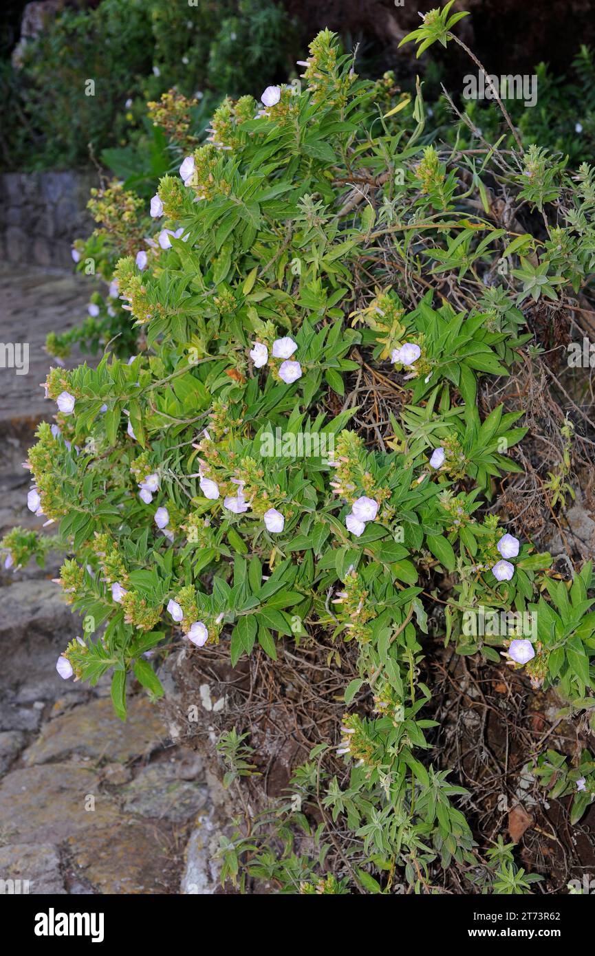 Correguelon plateado (Convolvulus perraudieri) is a climbing plant endemic to Gran Canaria and Tenerife, Canary Islands, Spain. Stock Photo