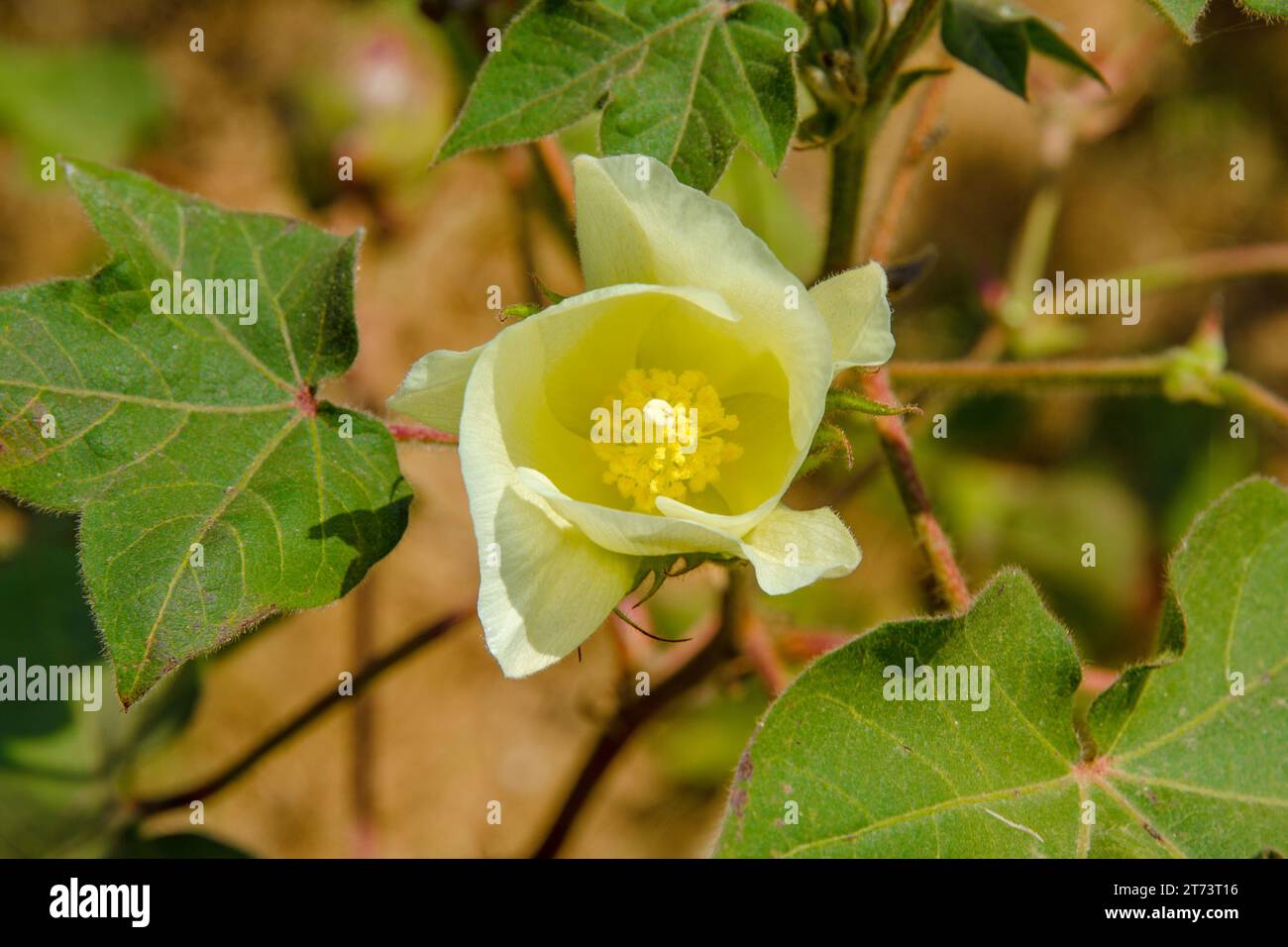 Yellow cotton flower. Myanmar. (Burma) Stock Photo