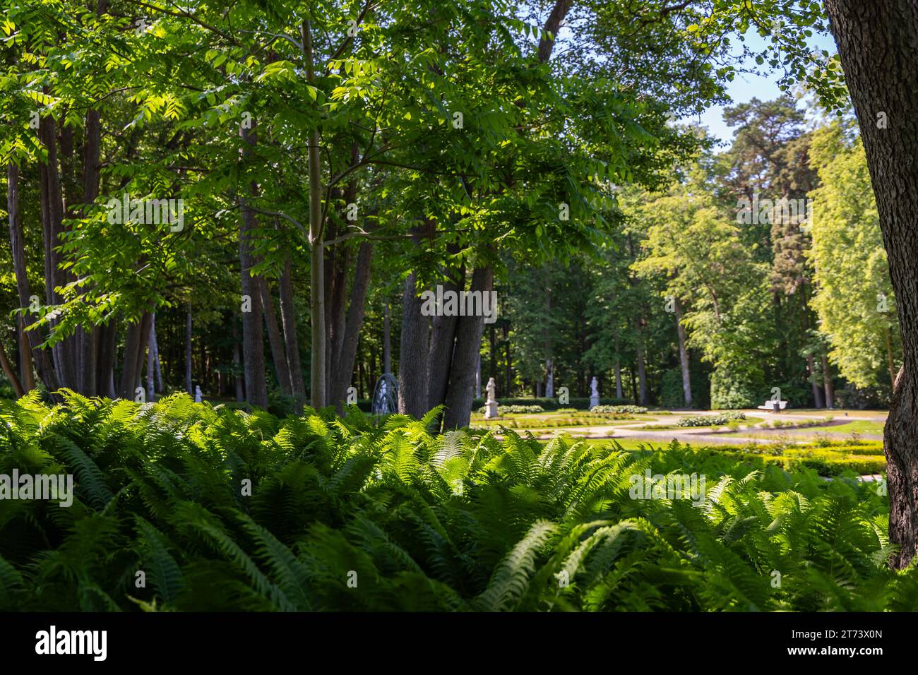 Close-up of green fern leaves in a city park. Plants visible in the foreground, blurry background. Photo taken on a sunny day, plants placed in the sh Stock Photo