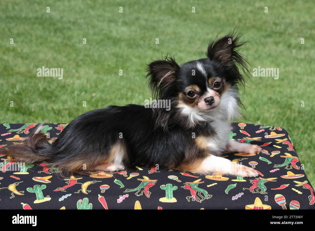 Longhaired Chihuahua lying on materila with pepper design. Lawned in background Stock Photo