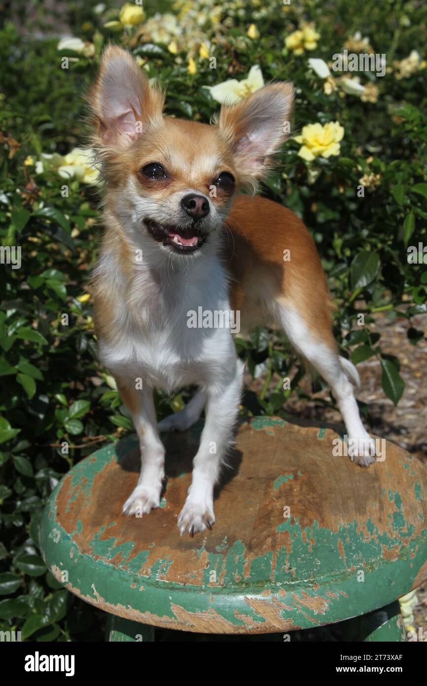 Longhaired Chihuahua standing on a stool in a rose garden Stock Photo
