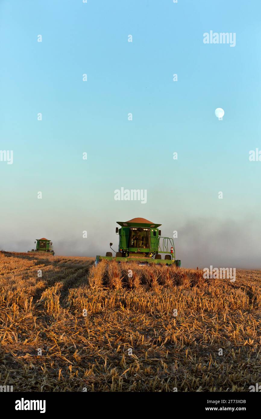 John Deere Combines STS 9670, bullet rotor,  harvesting Grain Sorghum crop 'Sorghum vulgare' ,  also known as milo or millet, settlng sun, rising moon Stock Photo