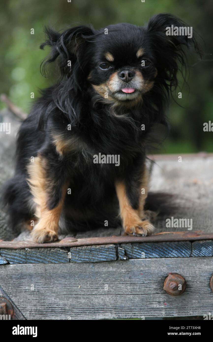 Longhaired Chihuahua sitting on an old bench. Greenery in background Stock Photo