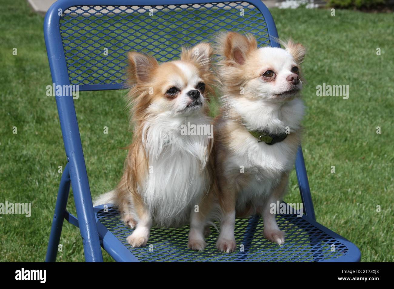 2 Longhaired Chihuahuas sitting on a blue chair at the park Stock Photo