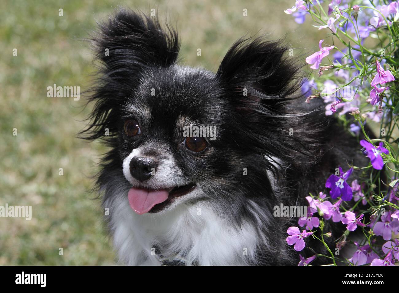 Chihuahua, Longhaired portrait next to flowers. Grass in background Stock Photo
