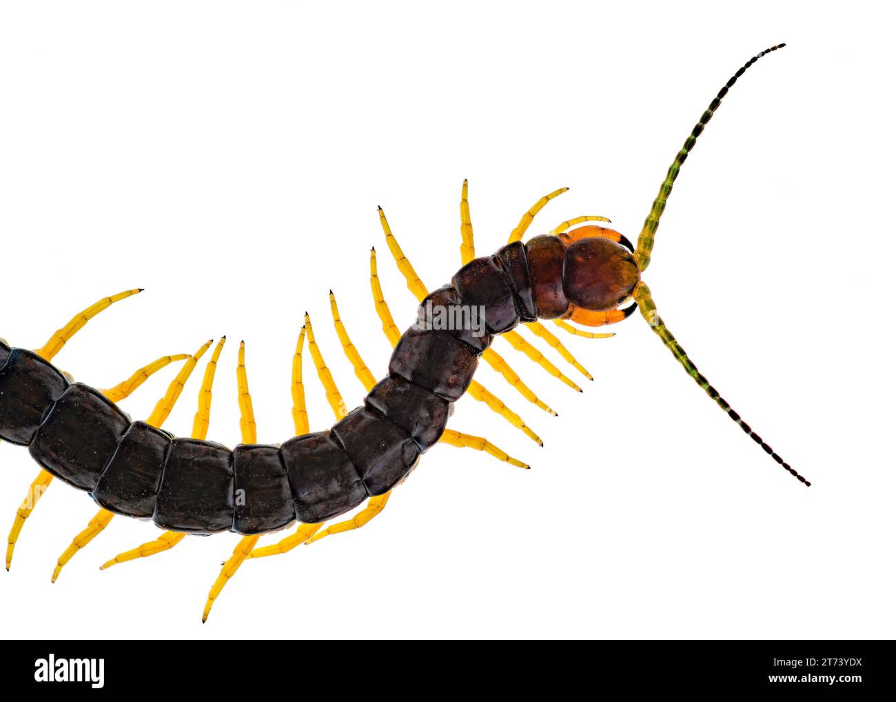 Scolopendra cingulata, also known as Megarian banded centipede, and the Mediterranean banded centipede. Isolated on white Stock Photo