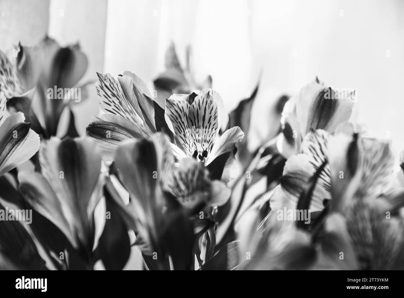 Beautiful lily flowers with window curtain at background. Funeral flowers background. Grief, memorial, mourning concepts. Black white photography. Stock Photo
