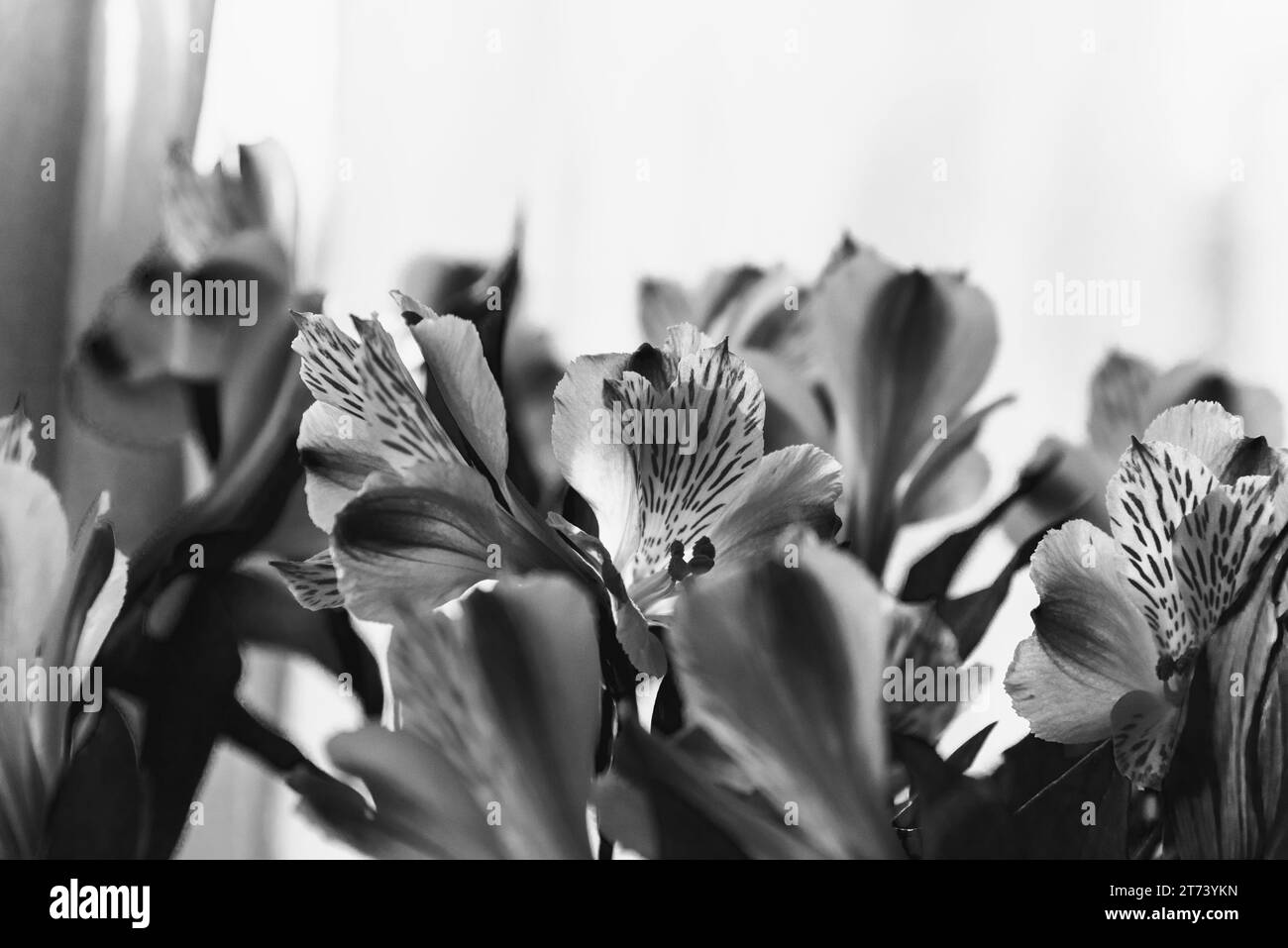 Beautiful lily flowers with window curtain at background. Funeral