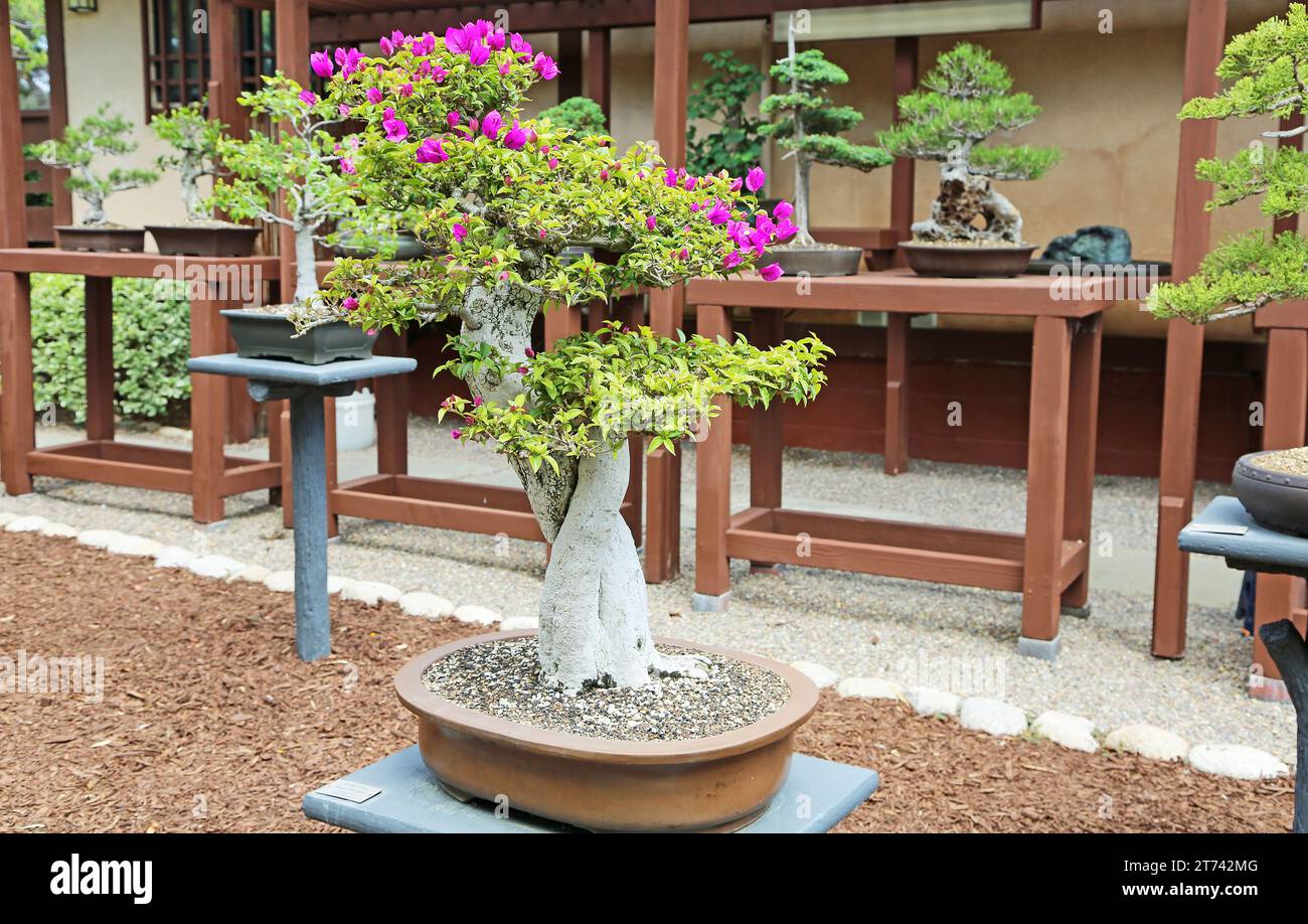 Blooming Bonsai tree San Diego, California Stock Photo Alamy
