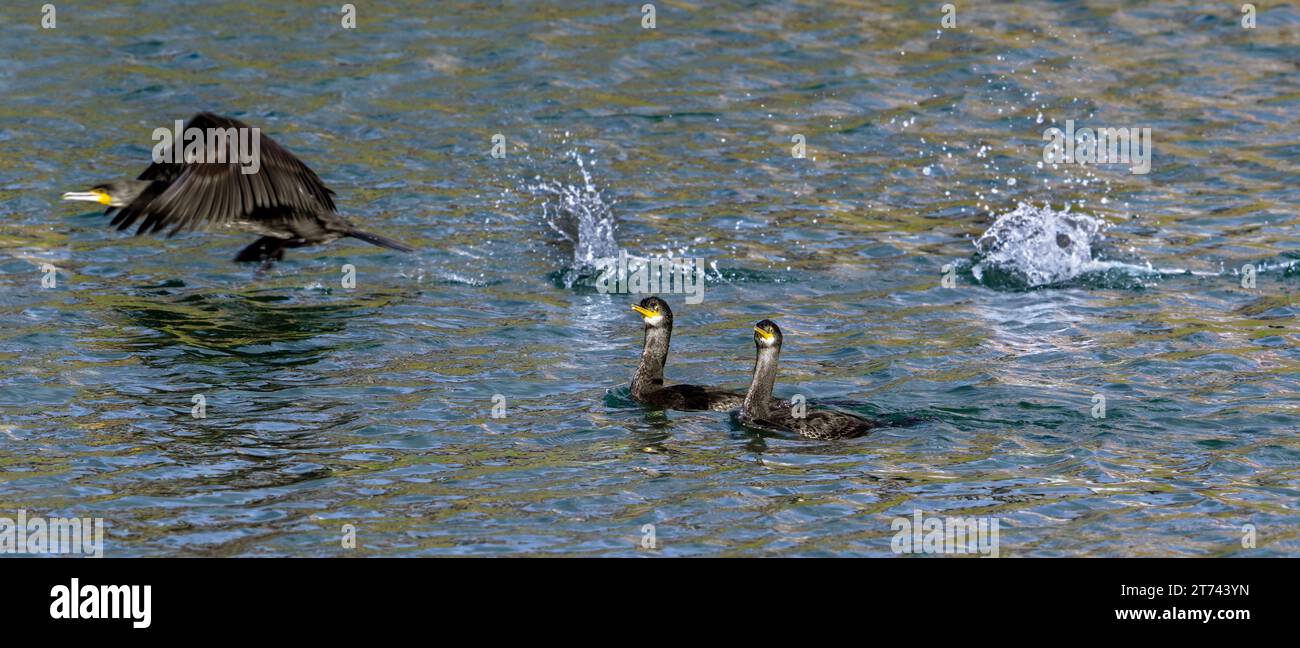 Cormorant swimming hi-res stock photography and images - Alamy, image size:1300x648