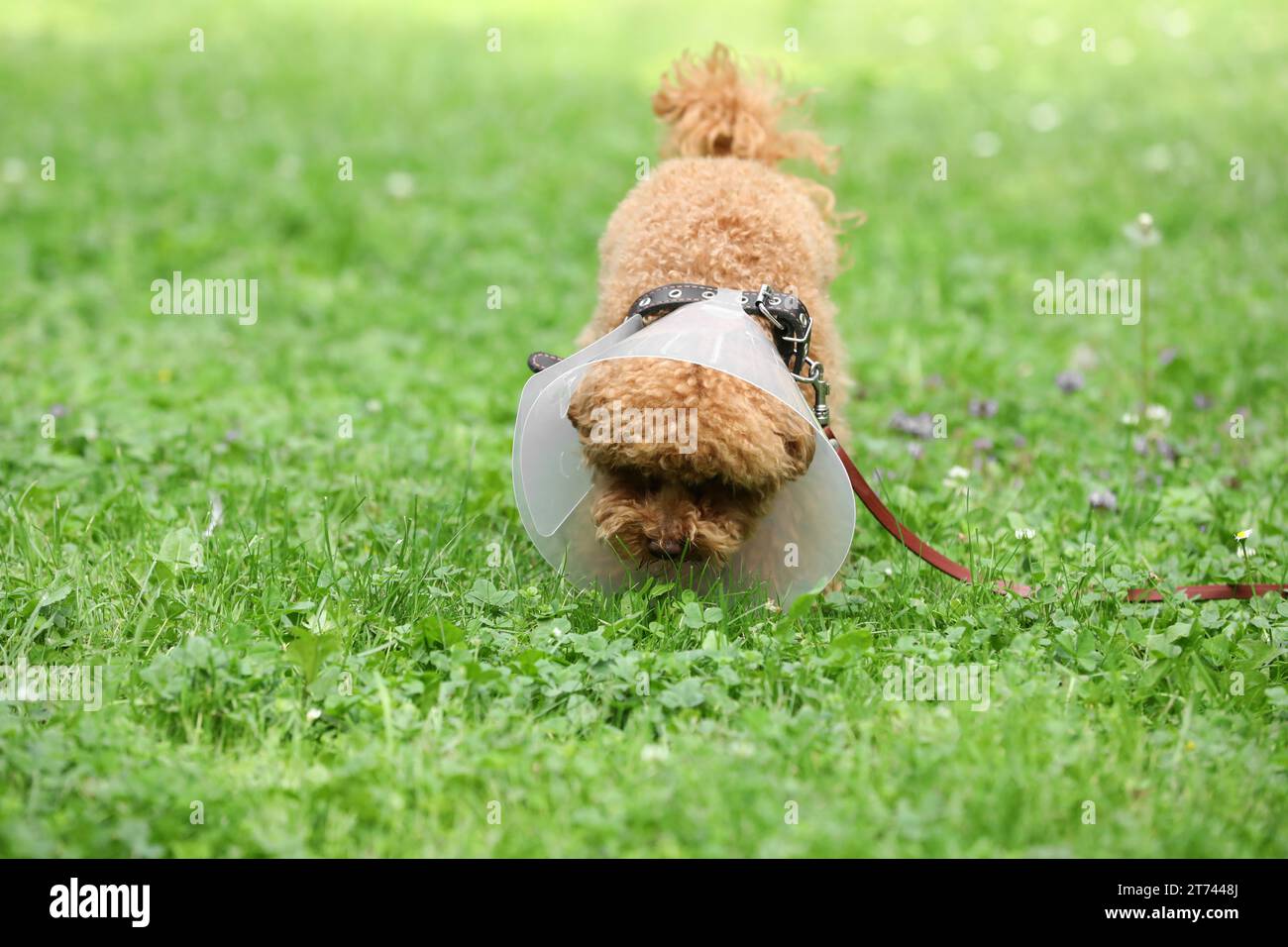 Cute Maltipoo dog with Elizabethan collar on green grass outdoors Stock