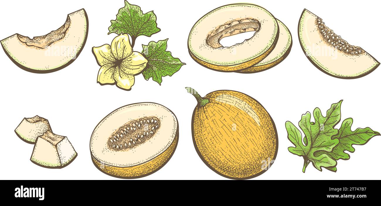 Colored ripe melon engraving illustration Stock Vector