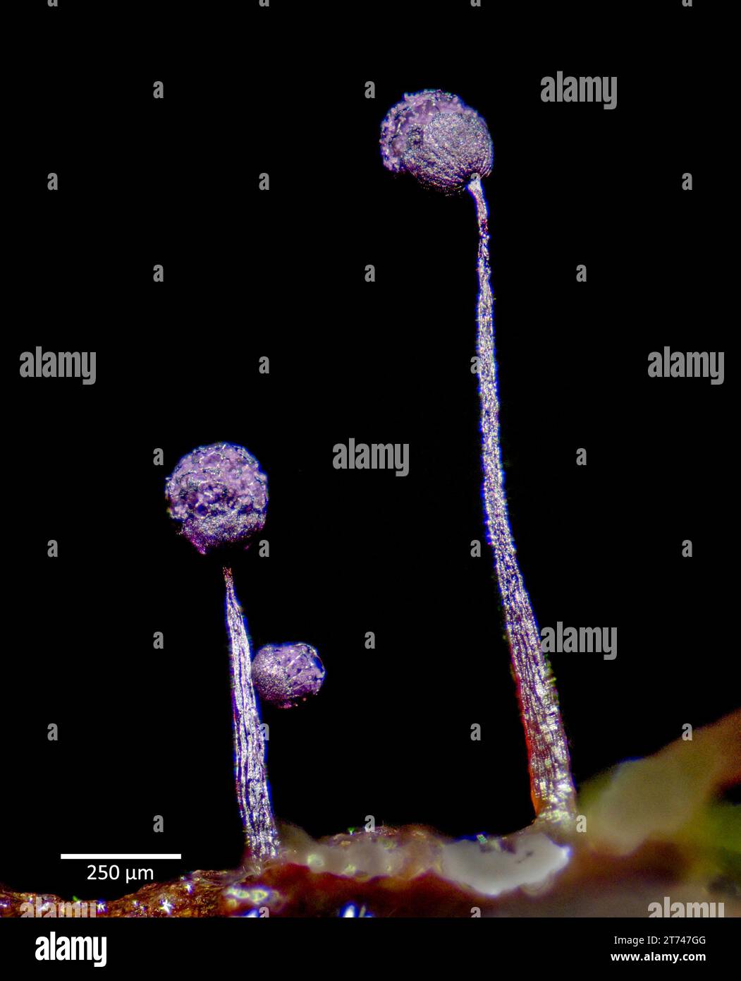 Sporangia of slime mould, probably Cribraria sp. Growing from bark collected at Hidra, south-western Norway. Stock Photo