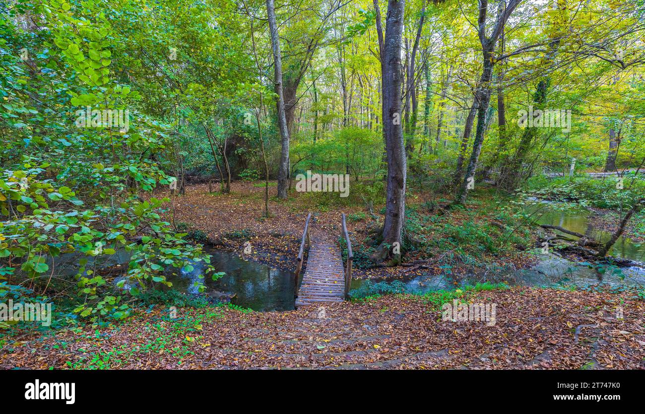 Wooden bridge over a river in the forest Stock Photo - Alamy