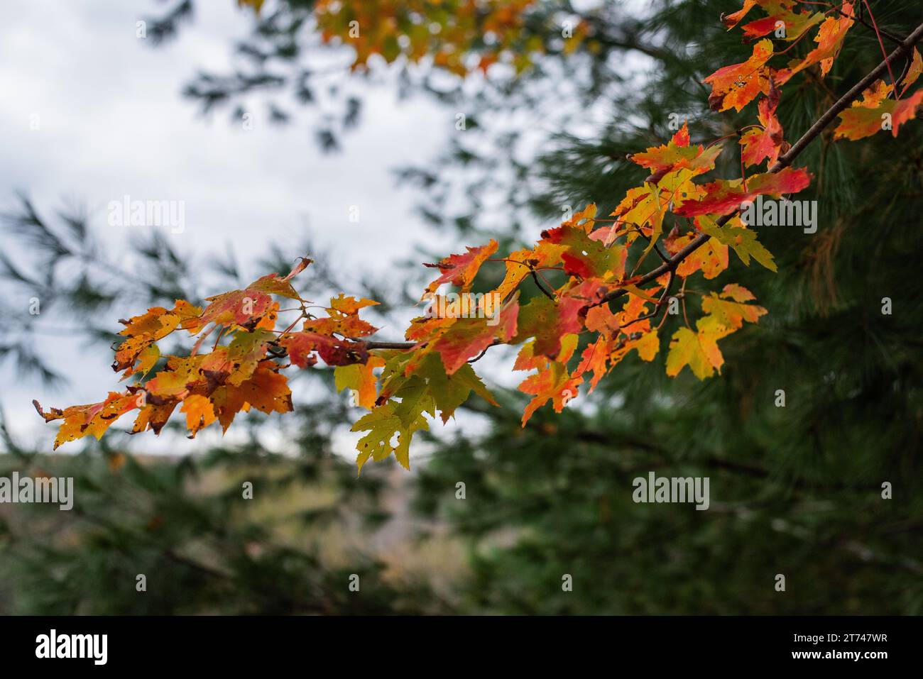 Orange and yellow leaves on a maple tree in autumn Stock Photo - Alamy