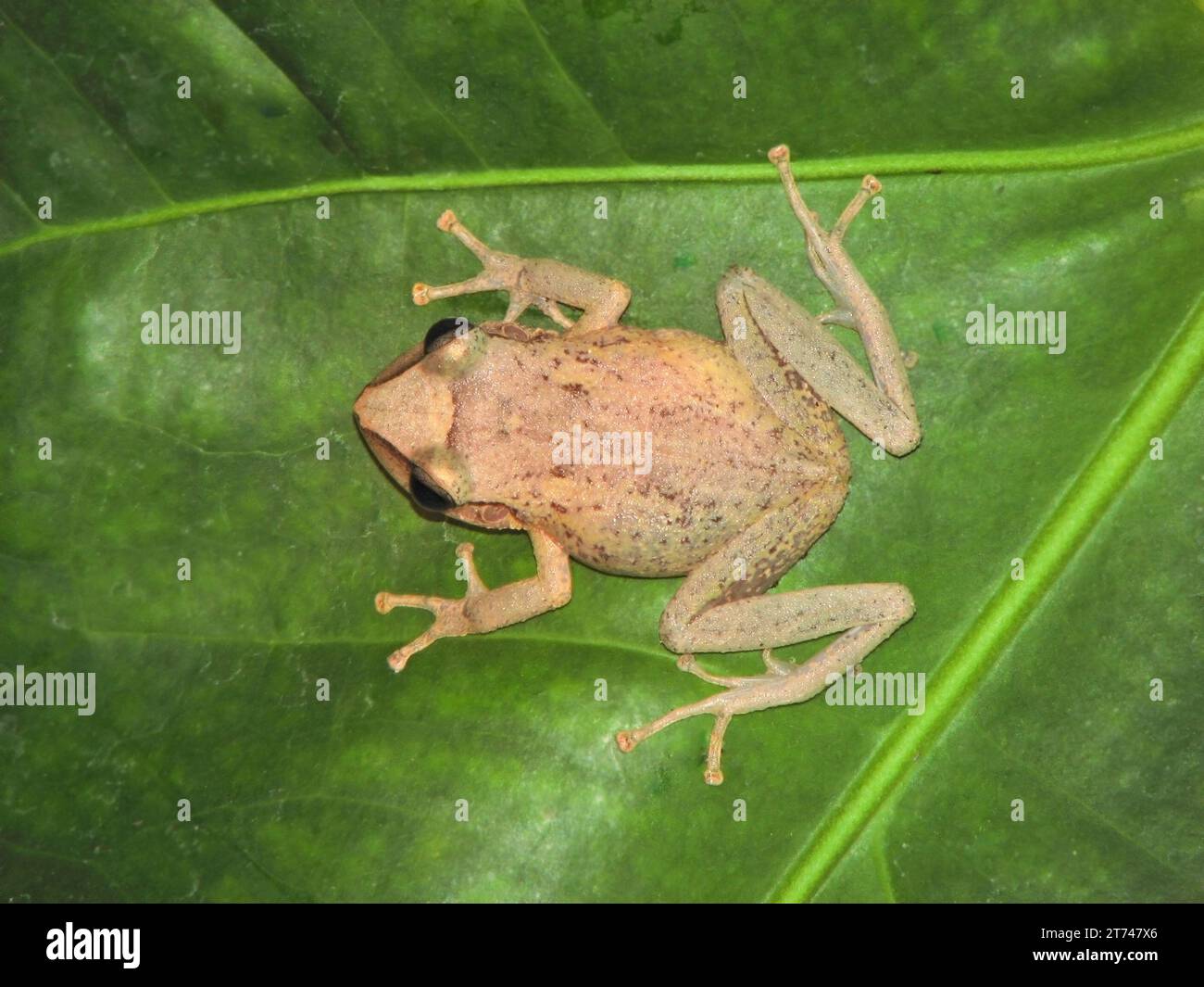 tiny coquifrog just hatched sitting on the fingers of a hand, this is