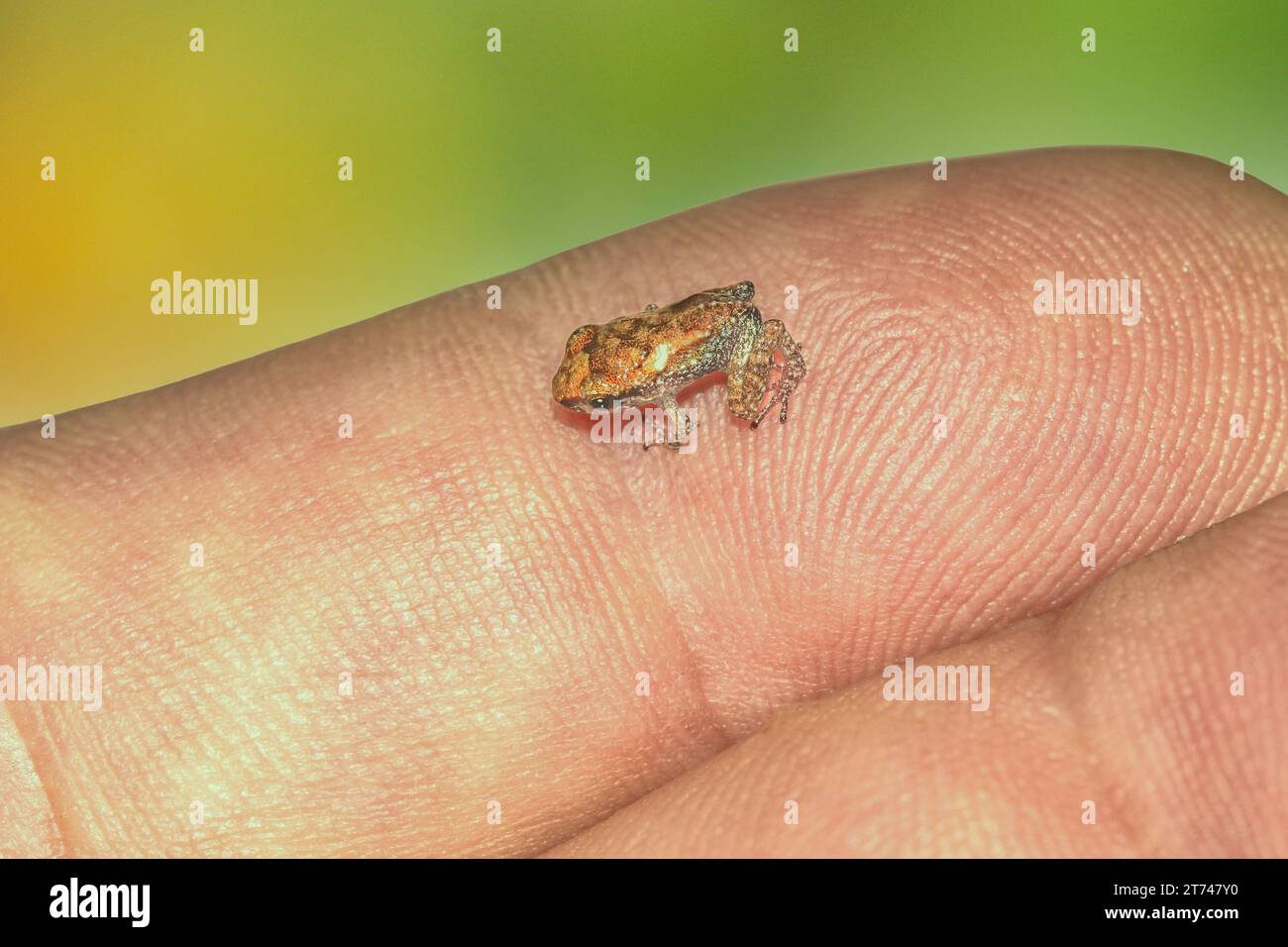tiny coquifrog just hatched sitting on the fingers of a hand, this is