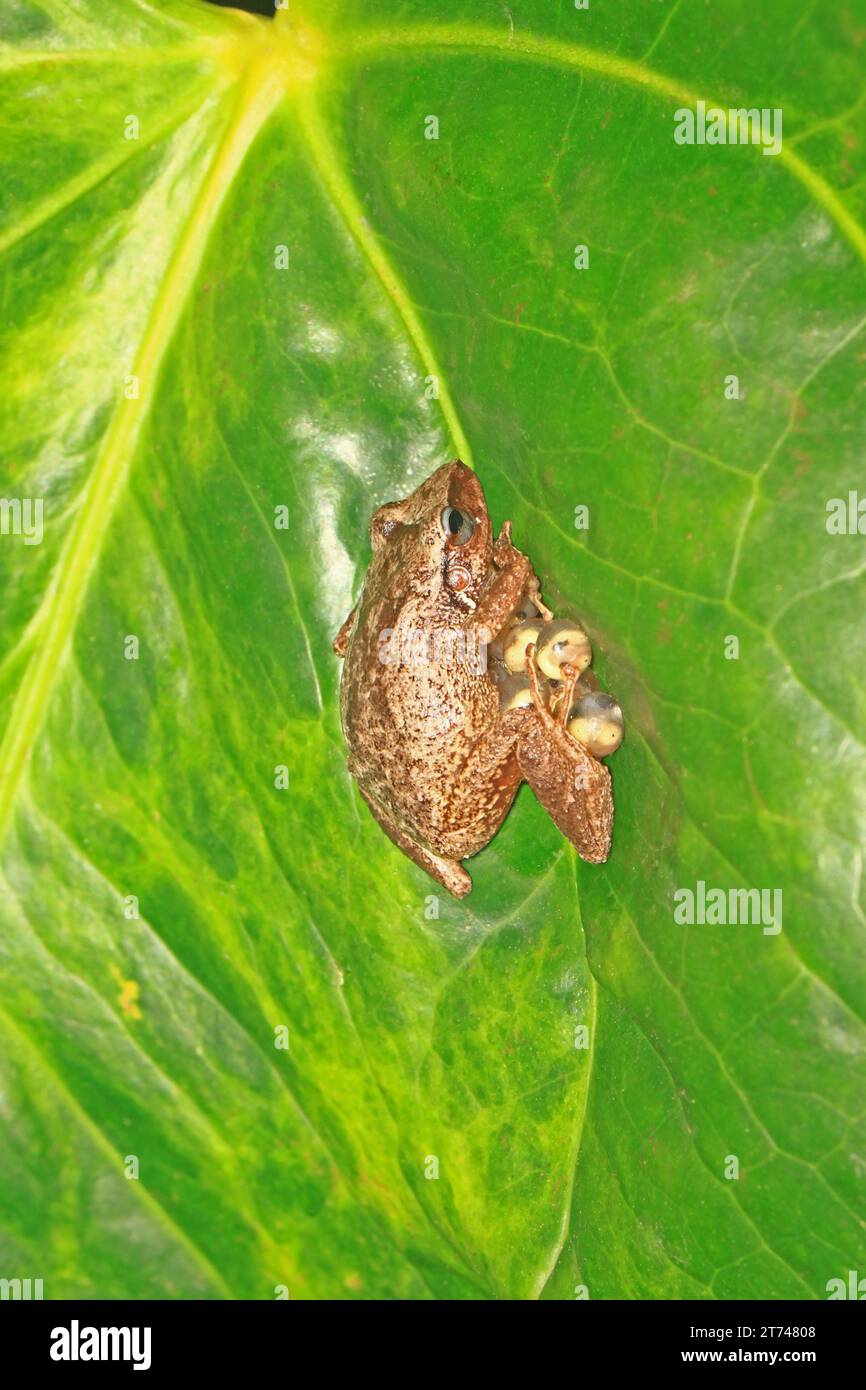 tiny coquifrog just hatched sitting on the fingers of a hand, this is