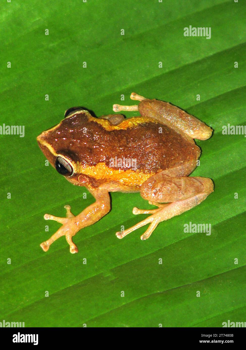 tiny coquifrog just hatched sitting on the fingers of a hand, this is