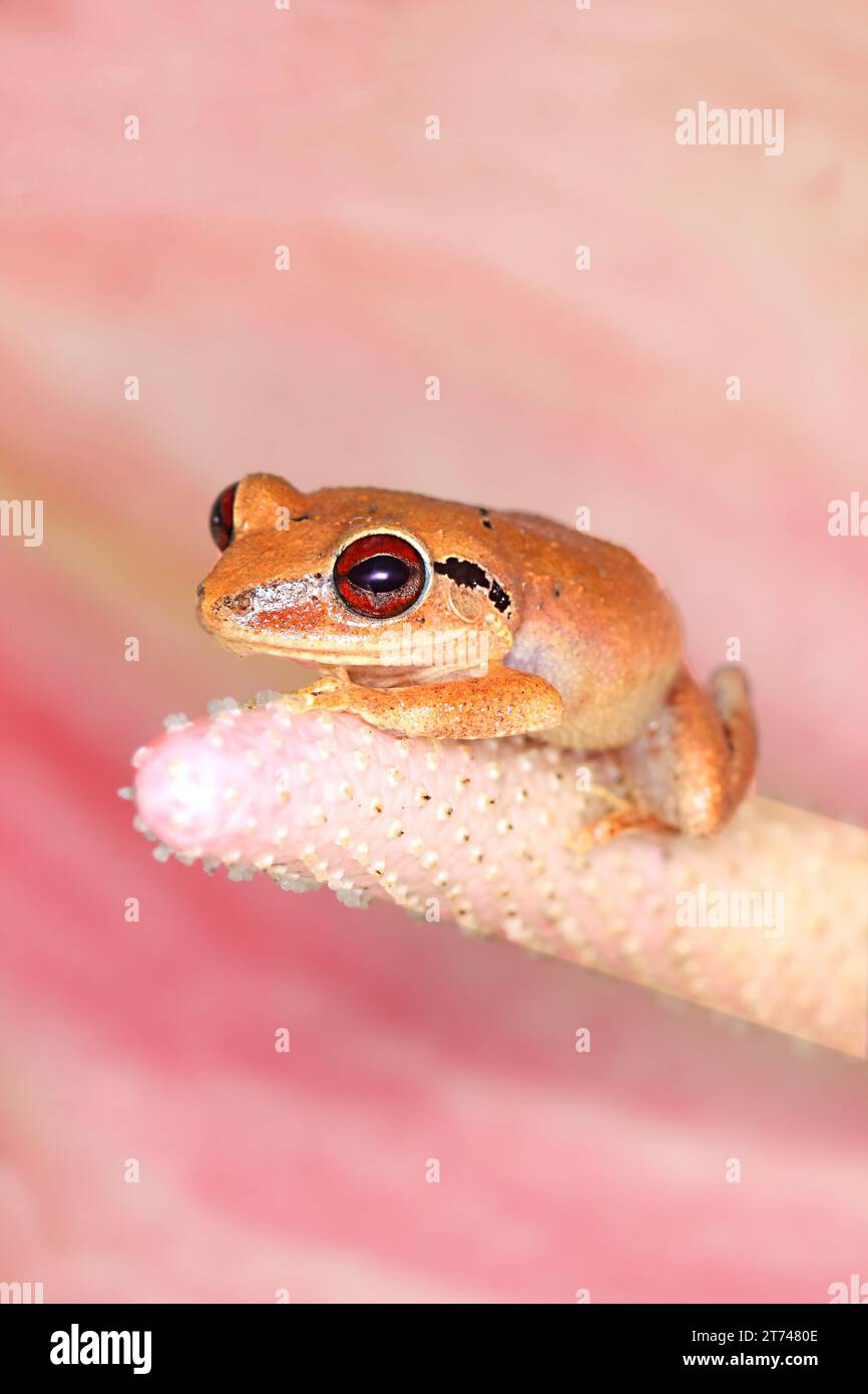 tiny coquifrog just hatched sitting on the fingers of a hand, this is