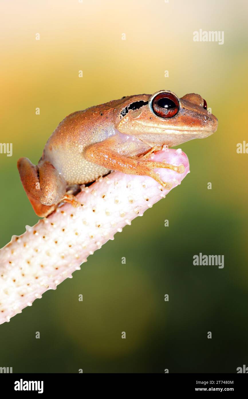 tiny coquifrog just hatched sitting on the fingers of a hand, this is