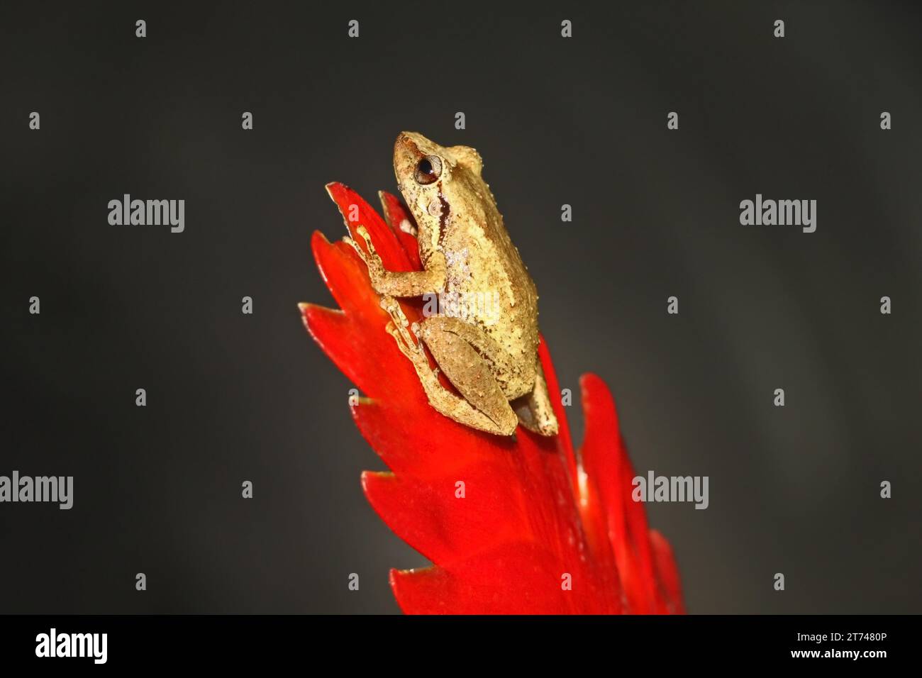 tiny coquifrog just hatched sitting on the fingers of a hand, this is