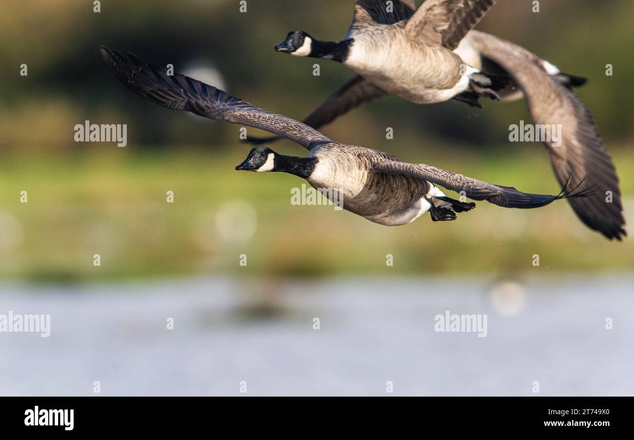 Birds flying over river in hi res stock photography and images Page 8 Alamy