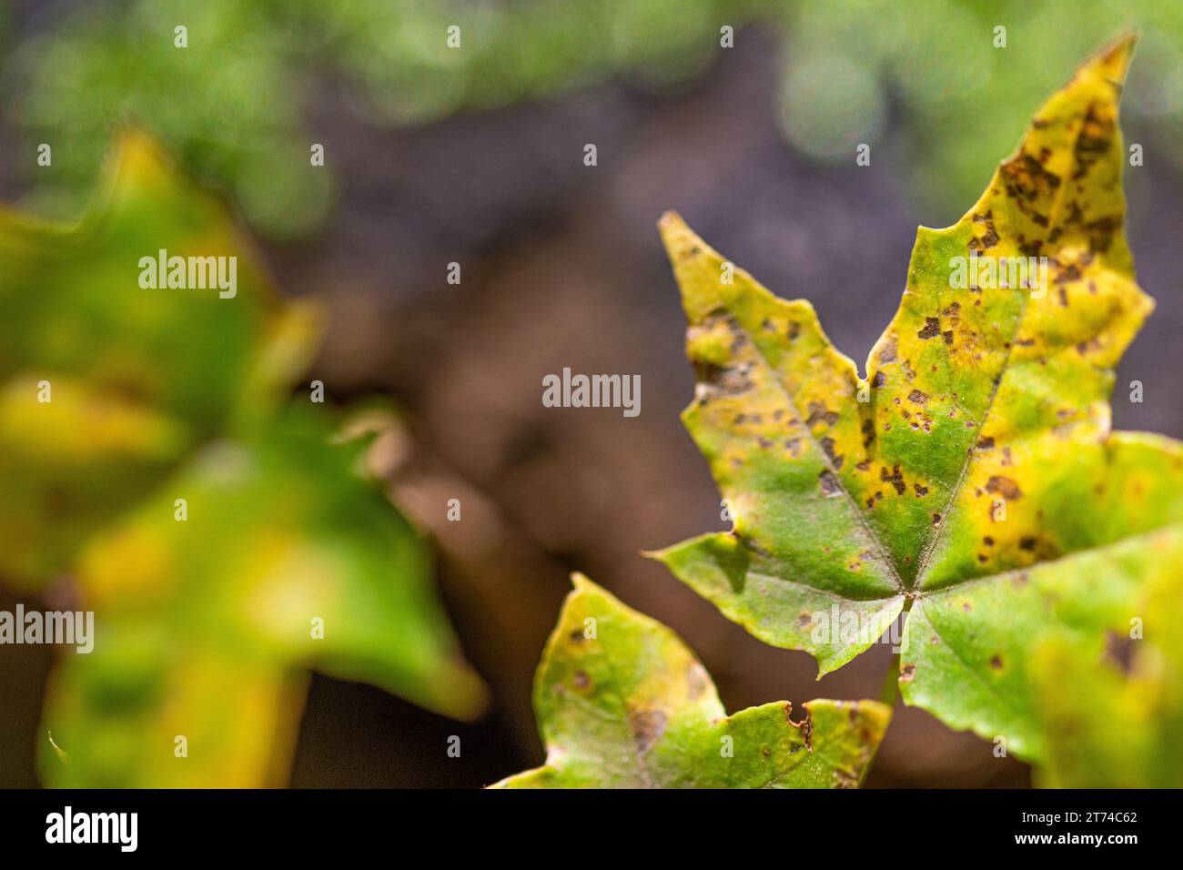 Closeup of a green leaf with yellow spots in a forest setting Stock