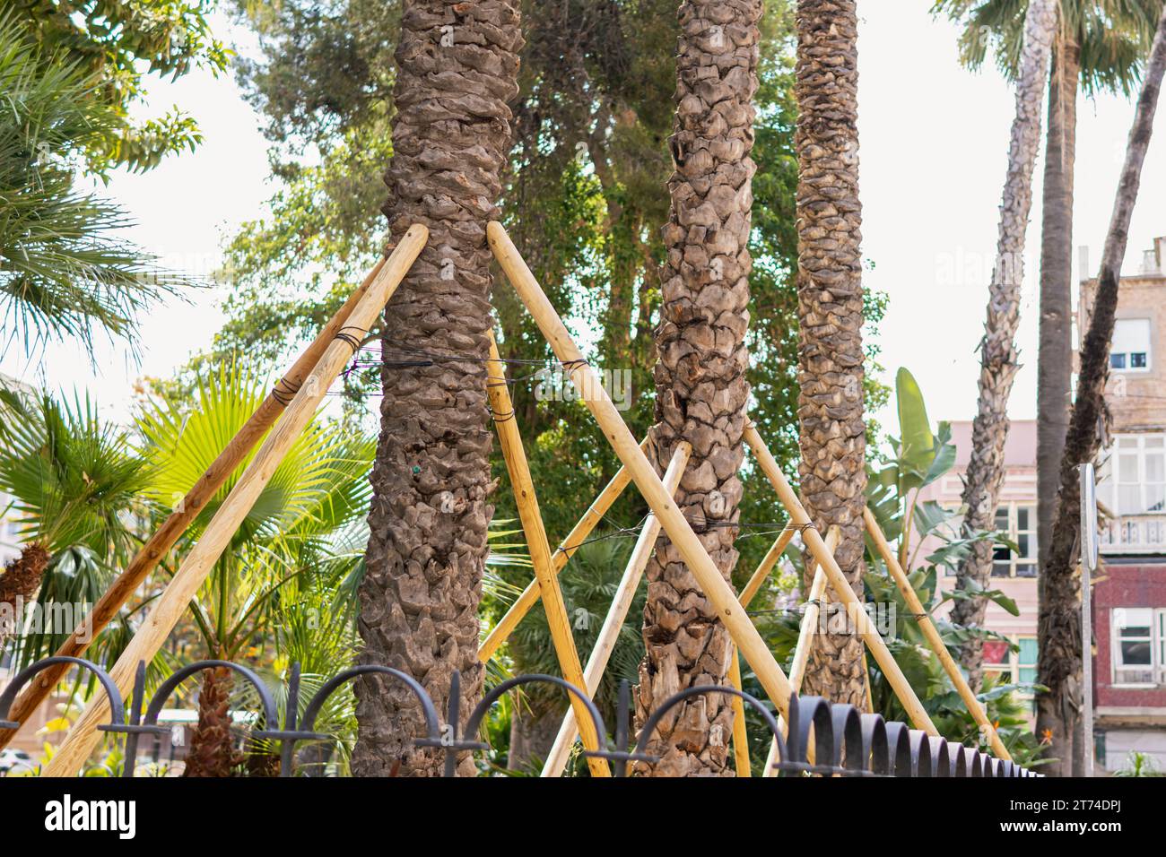 Roots palm trees hi-res stock photography and images - Alamy