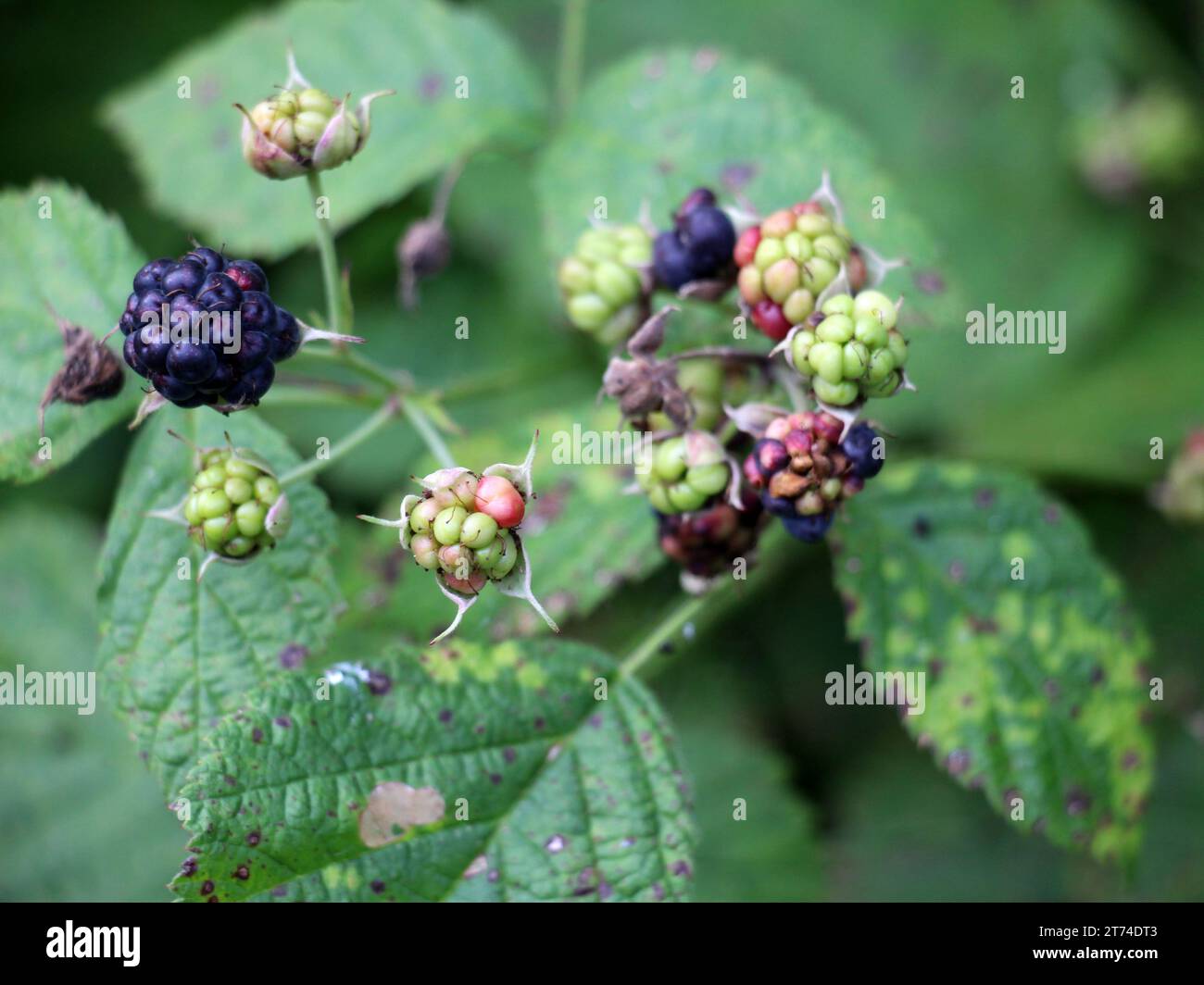 In the wild, berries ripen on a branch of the common blackberry (Rubus caesius). Stock Photo