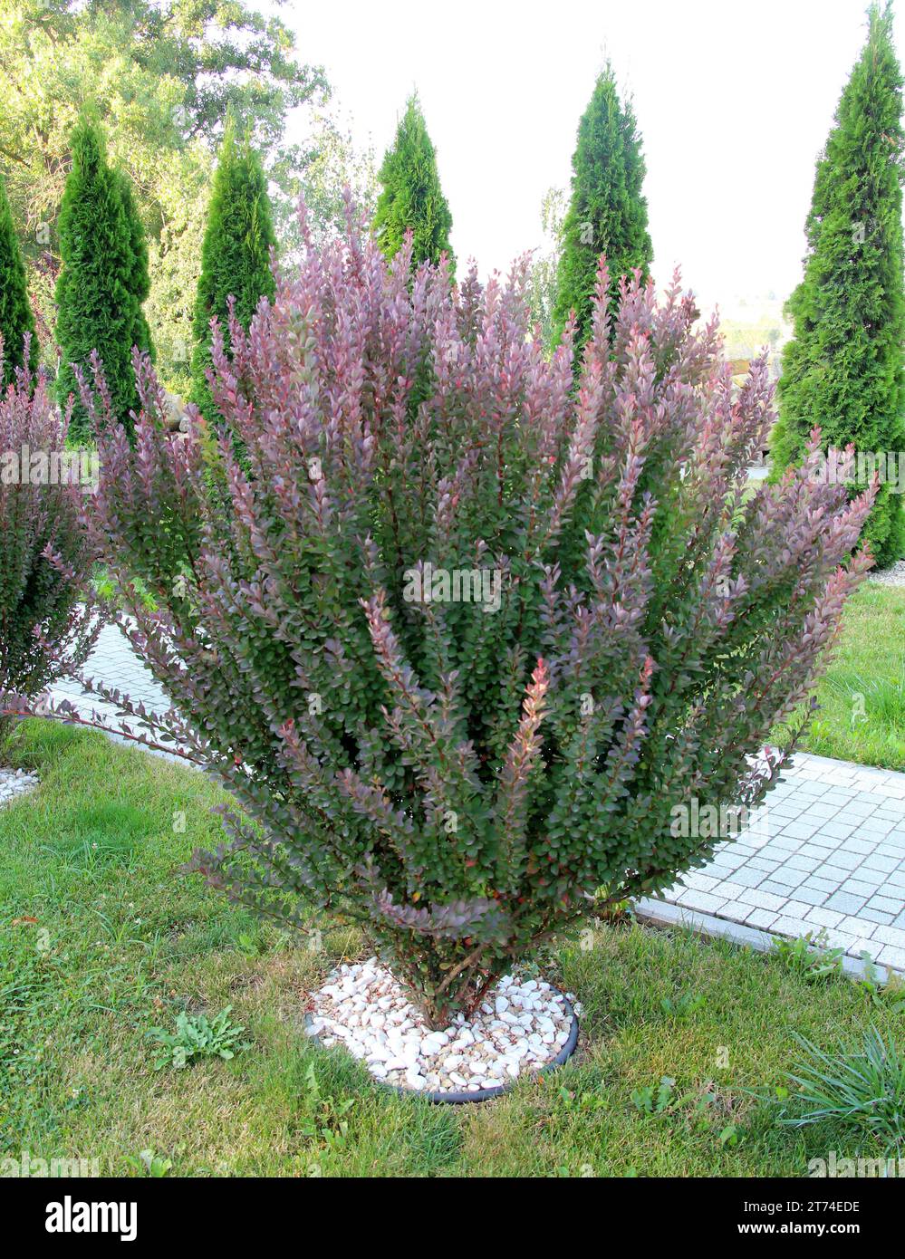 Thunberg's barberry (Berberis thunbergii) grows in the garden in spring Stock Photo