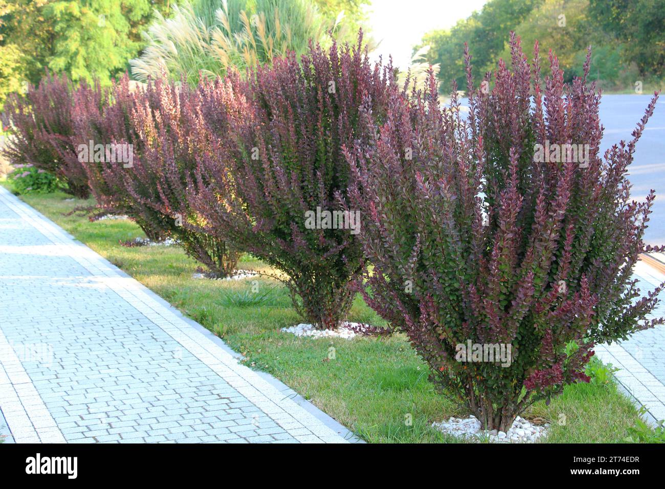 Thunberg's barberry (Berberis thunbergii) grows in the garden in spring Stock Photo