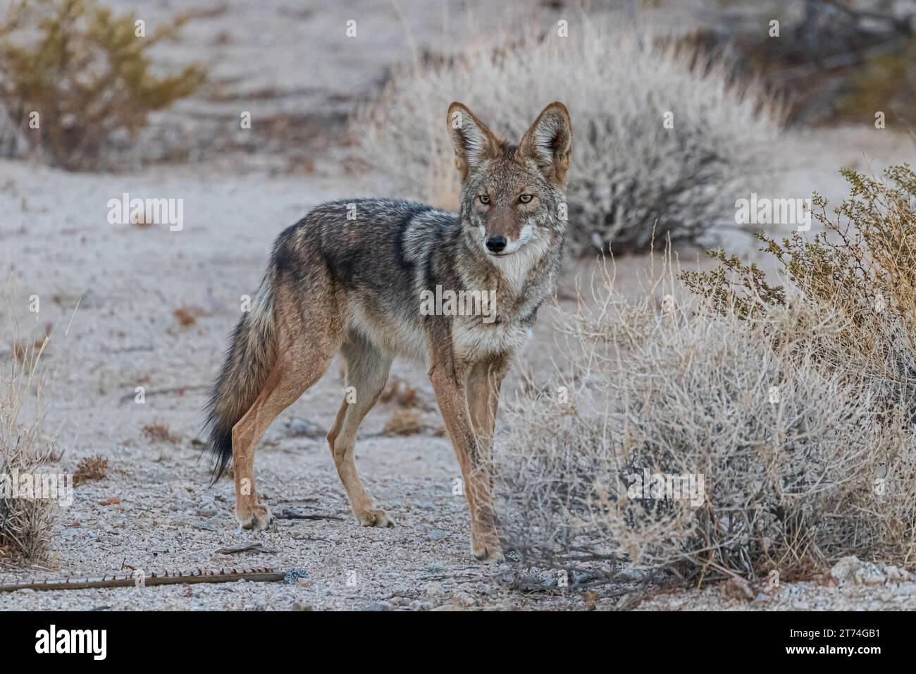 Coyote in the wild in the desert Stock Photo
