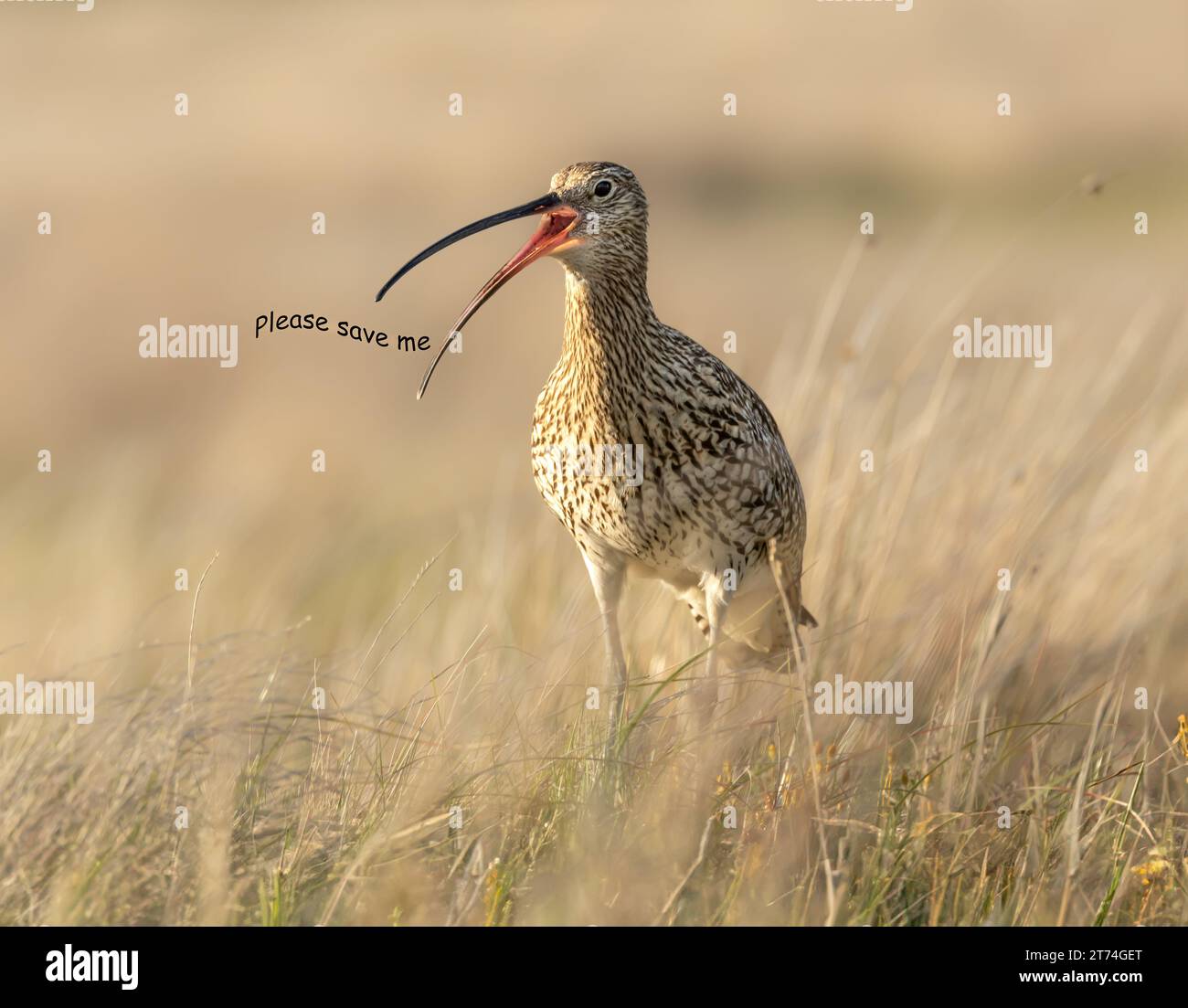 Curlew, Scientific name: Numenius arquata, Close up of a curlew, a declining wader now on the IUCN Red list, facing front with open beak and calling w Stock Photo