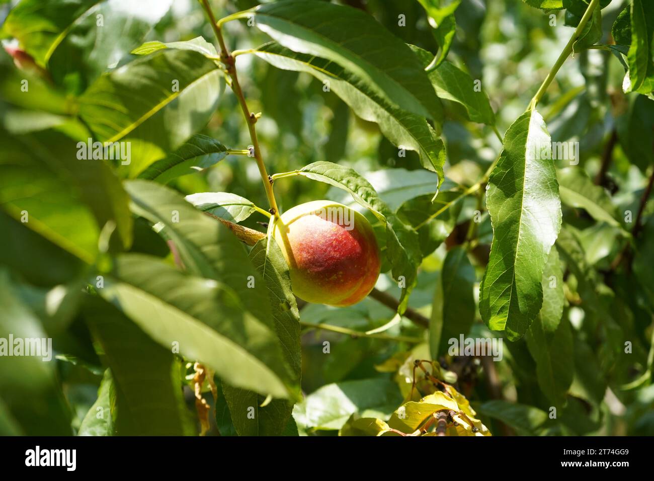Peach, common peach (Prunus persica) Stock Photo