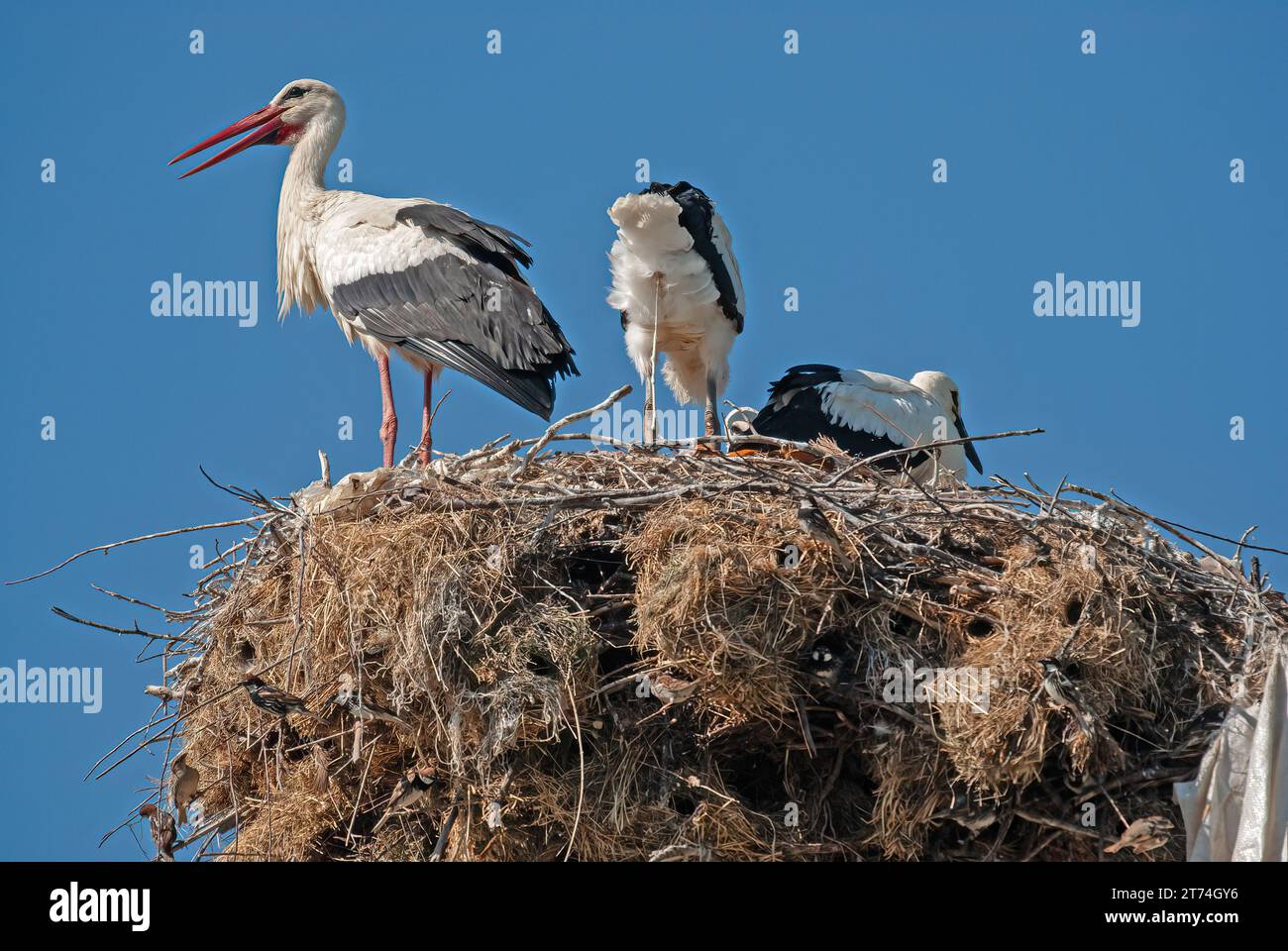 White stork (Ciconia ciconia) feeding her young in the nest. A baby stork defecating. Stock Photo