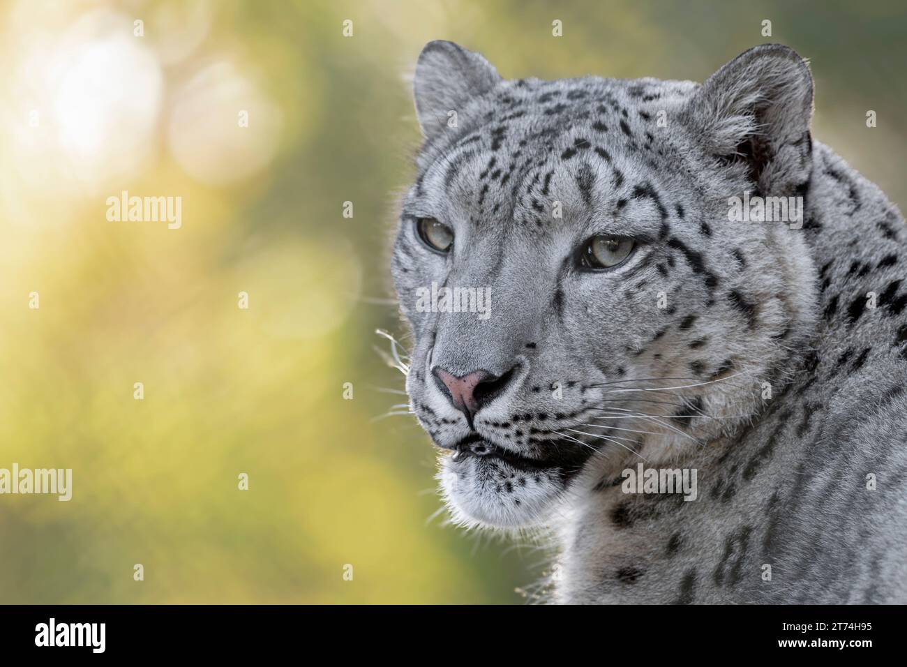 Male snow leopard (profile Stock Photo - Alamy