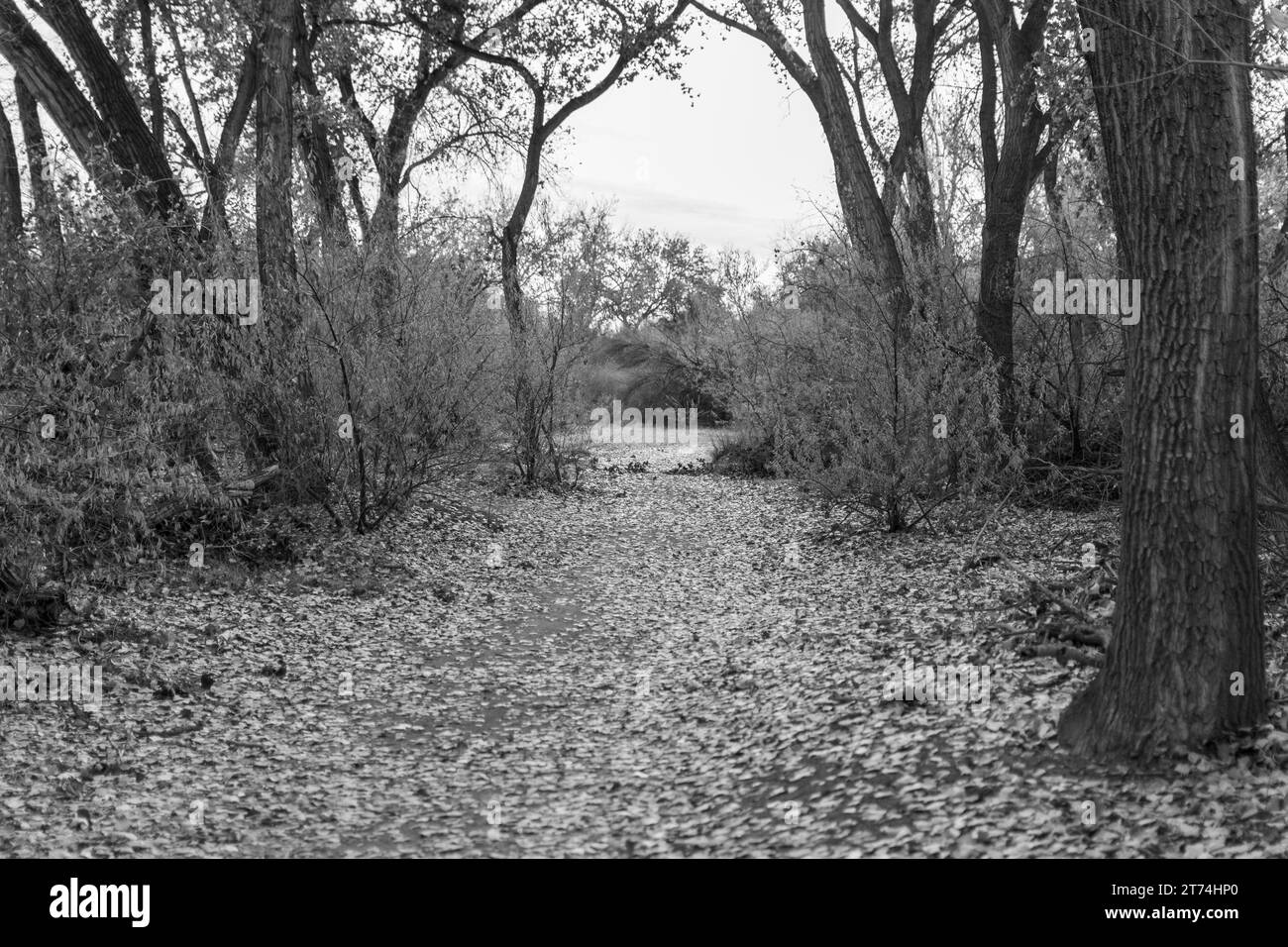 Black and white image of a forest path covered in fallen leaves, trees and bushes line the trail until it opens into a clearing in the distance. Stock Photo