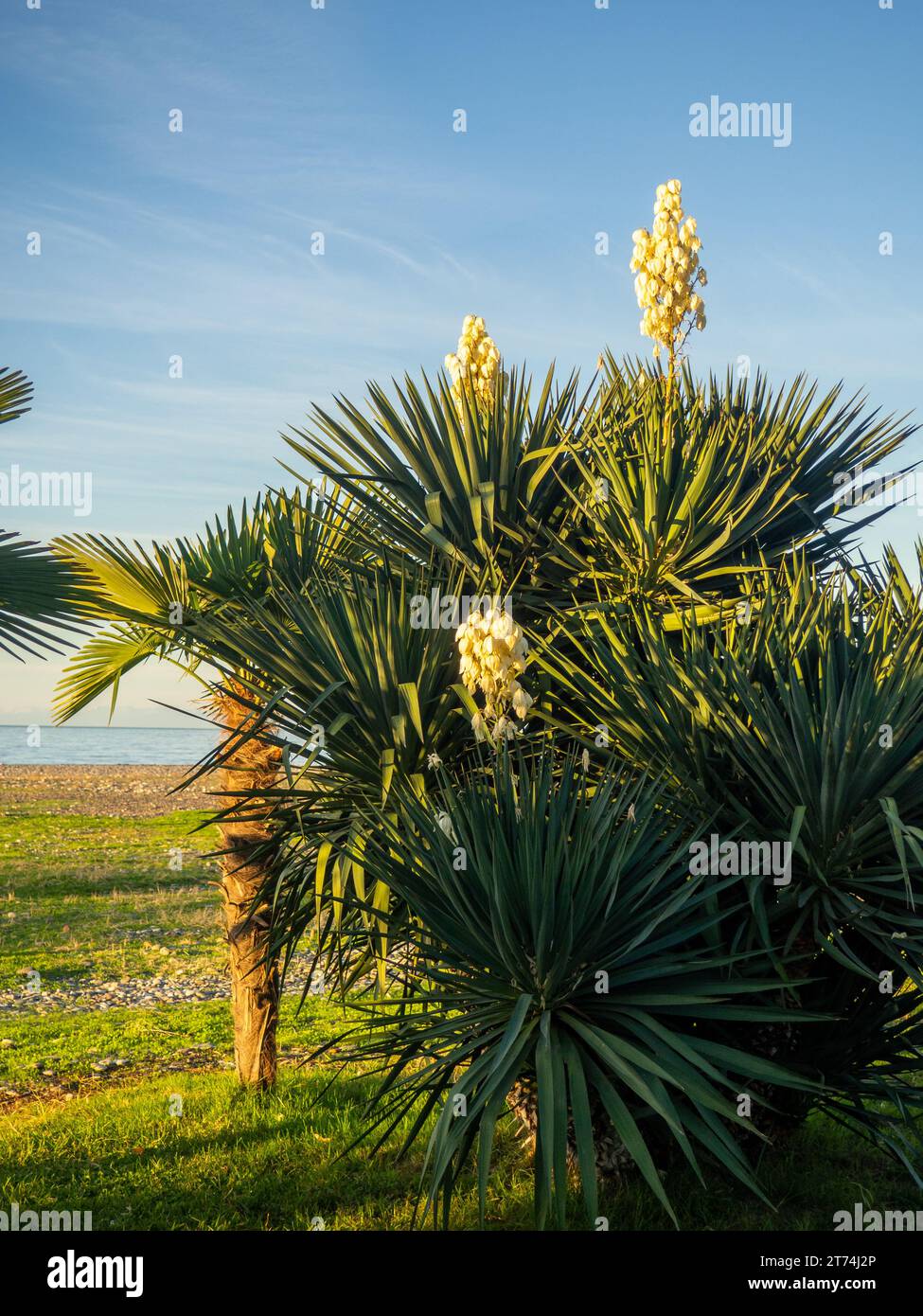 Yucca palm blossom. Vegetation in the south. Fading flowers on a palm ...