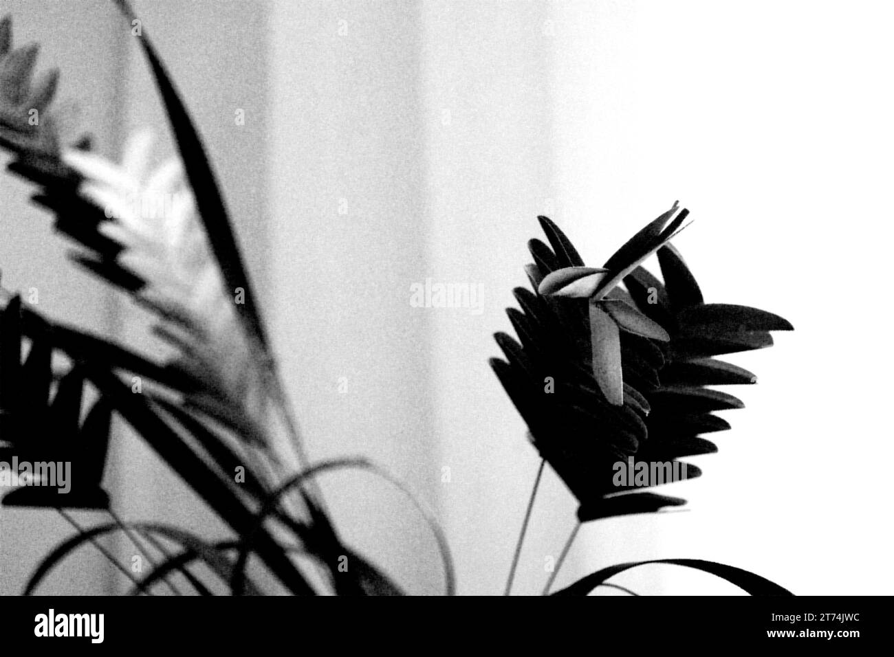 Solemn beauty Black and White Stock Photos & Images - Alamy