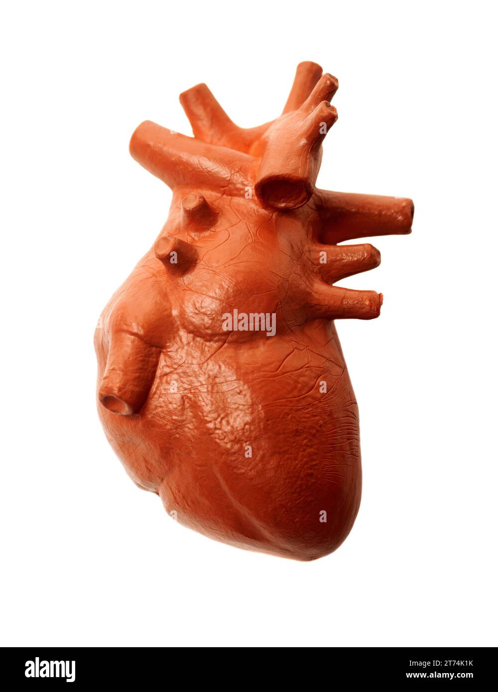 Human heart model isolated on white background ,concept of cardiology