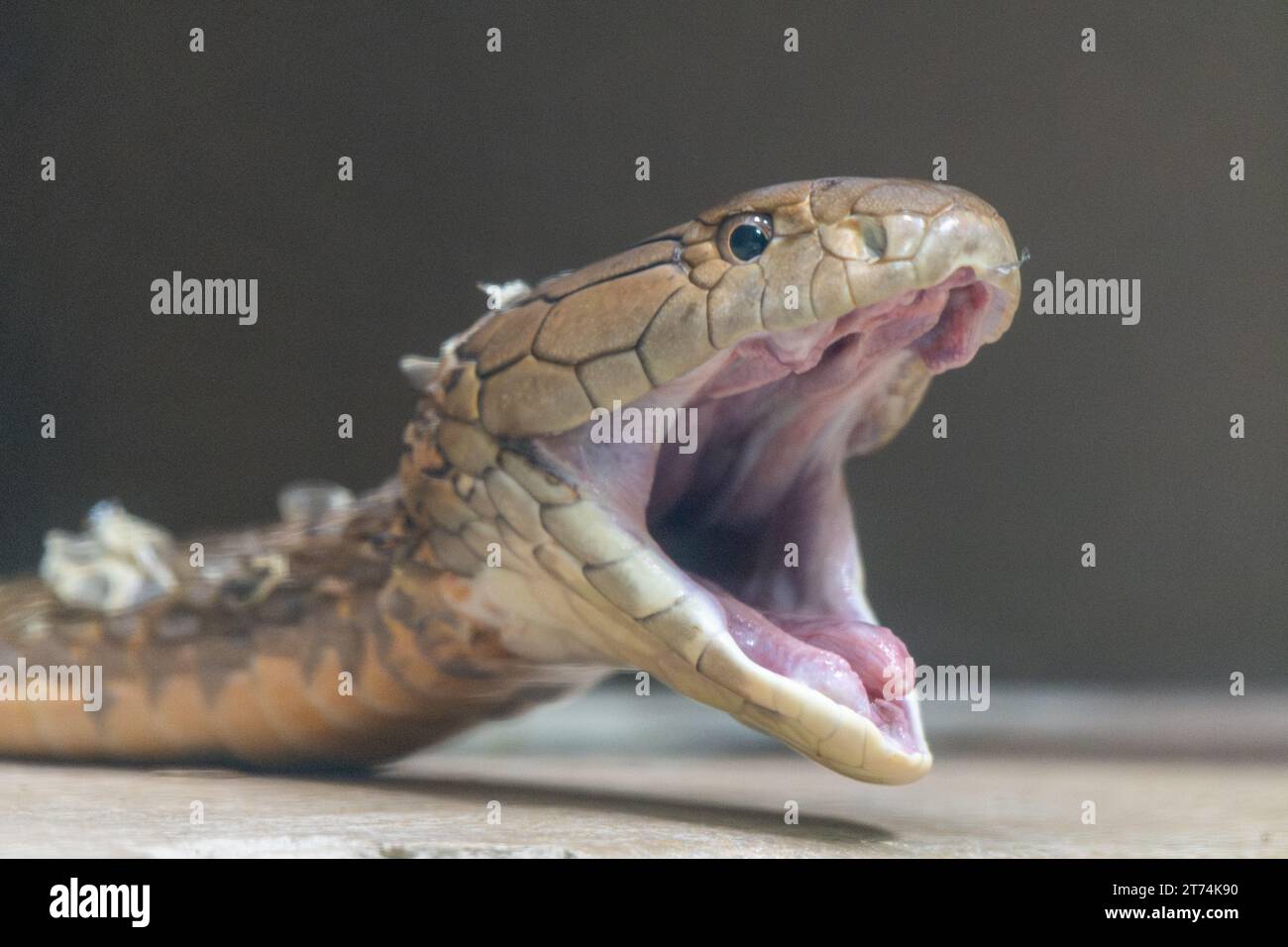 A King Cobra with open mouth adjusts its jaw after shedding its skin. A few flakes of shed skin still cling to the snake’s body. Stock Photo