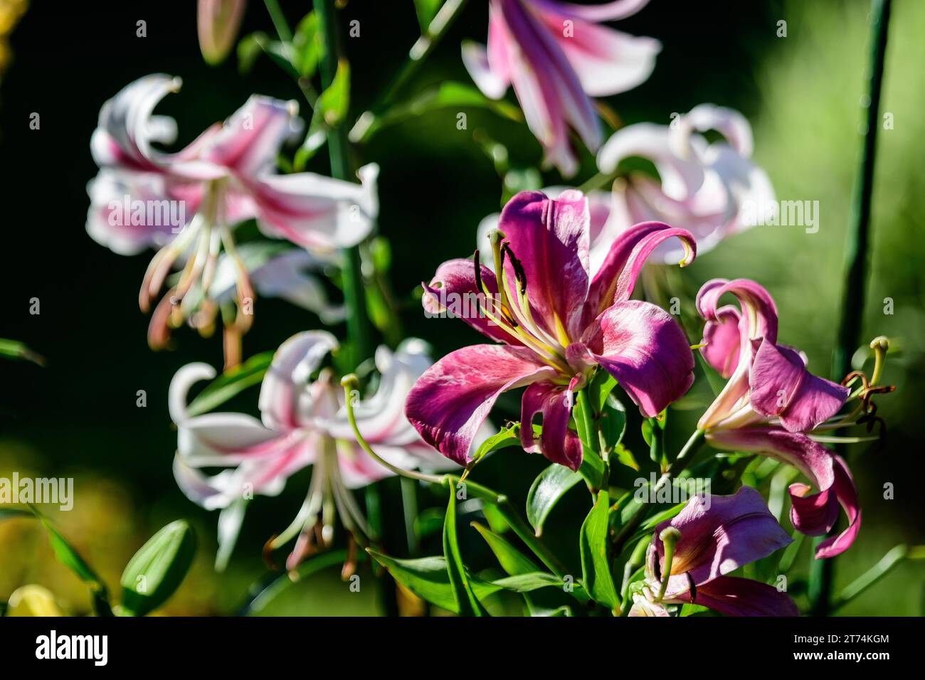 Delicate white and pink flowers of royal lily or lilium, known as king's lily in a British cottage style garden in a sunny summer day, beautiful outdo Stock Photo